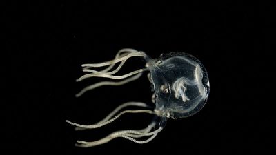 No brain, no problem: Tiny jellyfish can learn from experience