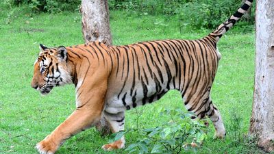 ‘Veerangana Durgavati Tiger Reserve’ becomes Madhya Pradesh’s 7th protected habitat for big cats