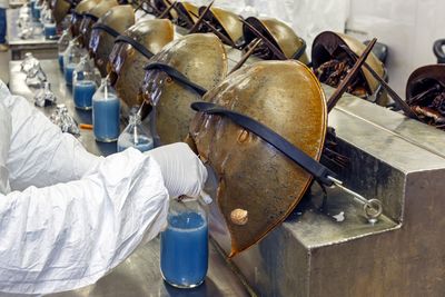 Vaccines are still tested with horseshoe crab blood. The industry is finally changing