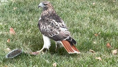 Chicago outdoors: Bike etiquette to a red-tailed hawk doing God’s work on a squirrel