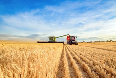 Grain Markets: Is the Selloff in Wheat, Corn, and Soybeans Overdone?