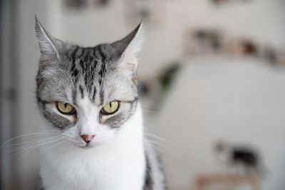 Can Cats See Things That Humans Can't? Veterinarians Reveal What Cat Vision Is Really Like