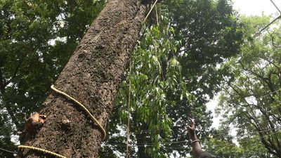 Age-old tree on Legislative Assembly premises in Hyderabad cut down