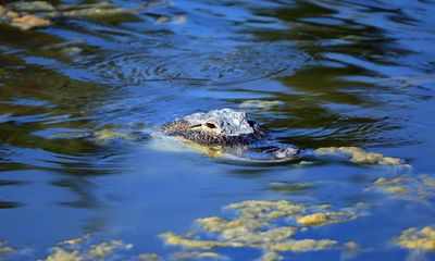 Florida authorities find 13ft alligator in canal with human remains in mouth