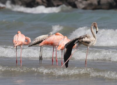 Flamingos in Wisconsin? Tropical birds visit Lake Michigan beach in a first for the northern state