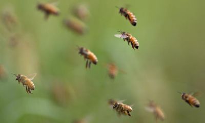 Kentucky man dies after swarm of bees attacks him on his porch