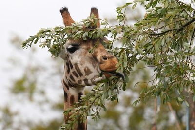 Endangered male giraffe Sifa arrives at safari park