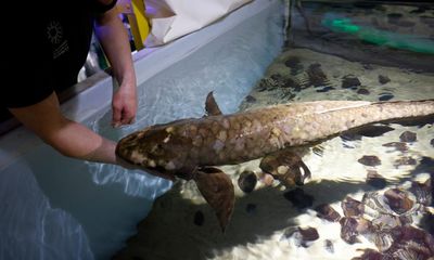 Methuselah arrived in the US in 1938. She’s now the oldest fish in captivity
