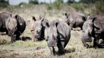 African rhino numbers rise for first time in decade despite poaching