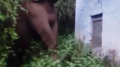 Tusker Padayappa partially destroys a ration shop at Silent Valley