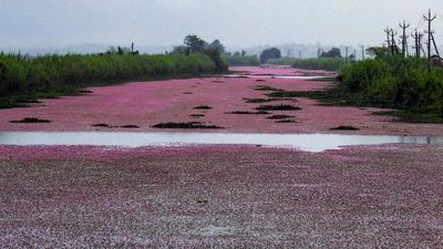 Kole wetlands face threat of alien plants