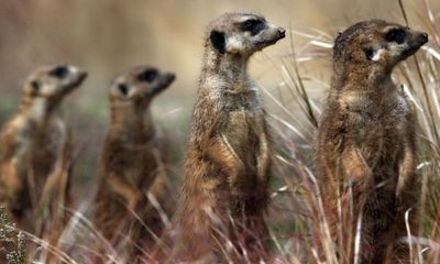 Psychologists investigate meerkats’ response to human emotions