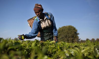 Unilever to make payments to Kenyan tea pickers over 2007 plantation attacks