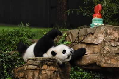 A government shutdown could cut short the National Zoo's panda goodbye celebrations