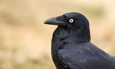 Tricksters, messengers, fire-bringers: crows and ravens have been woven into human history