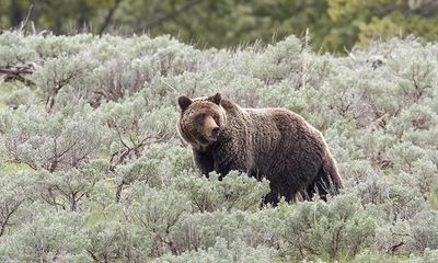 Watch: Yellowstone grizzly bear runs for its life, but from what?