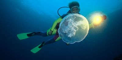 Five jellyfish species you may encounter more often in UK's warming seas