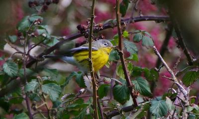 ‘In total shock’: birdwatchers amazed as ‘uber-rare’ American birds land in UK