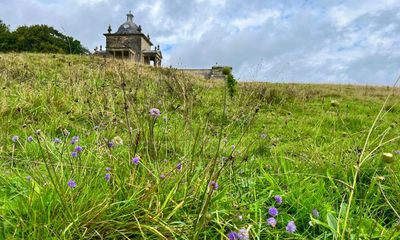 Country diary: A gusty tour of some old friends