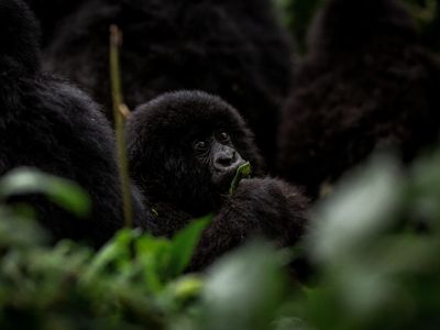 Hanging with baby gorillas at Rwanda’s annual newborn-naming ceremony