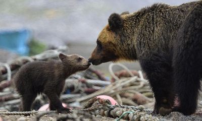 Brown bear cubs in Japan die of starvation amid salmon shortage