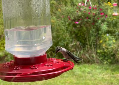 How to help migrating hummingbirds and see their antics up close