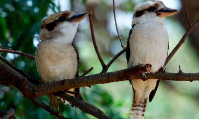 Hearing is believing in the power of the kookaburras’ raucous chorus