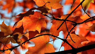 Fall colors in Chicago area expected to peak in mid-October, experts say