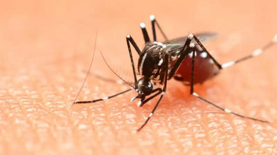 Over 3K dengue cases in Delhi this year; highest for September in last 4 years: MCD data