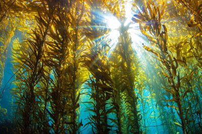 Can seaweed clean up the Gulf of Mexico?