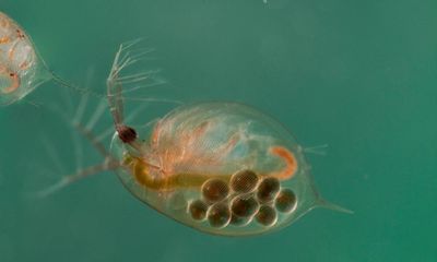 Scientists use water fleas to filter pollutants out of wastewater