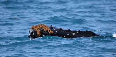 Playful whales can use seaweed as a hat – or exfoliant. This "kelping" behaviour is more common than we realised