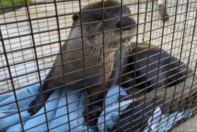 Rabid otter trapped under recycling bin after biting man and dog in Florida