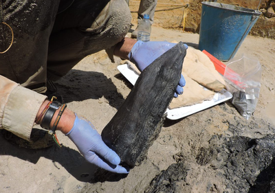 Scientists discover world’s oldest human-built structure, built by an extinct species