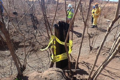 How did the Maui fire spread so quickly? Overgrown gully may be key to the investigation