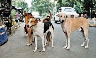 Toddler seriously injured after being attacked by stray dog in Kerala