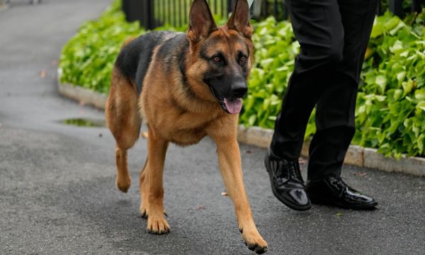 Joe Biden’s dog Commander bites another US Secret Service staffer