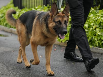 Commander bites again: Biden's dog has nipped another Secret Service officer