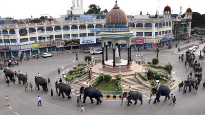 Dasara elephants gain weight in the run-up to the festival