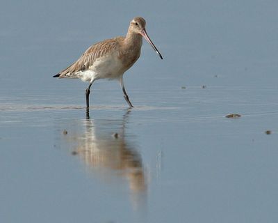 The high-risk life of the bar-tailed godwit: endurance flyers under threat from development