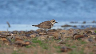 Coimbatore’s Kurichi tank turns home to long distance migrant bird Greater sand-plover