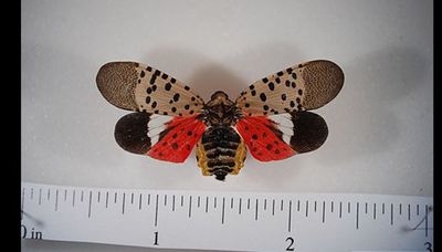 Spotted lanternfly found in Illinois for the first time