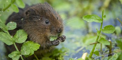 One in six UK species threatened with extinction – here's what we could lose (plus how to save them)