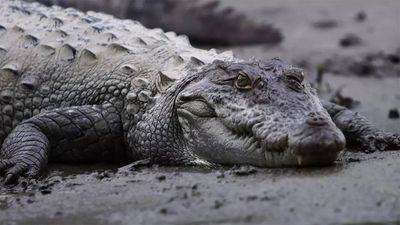 Crocodile spotted in open nala in Hyderabad; rescued