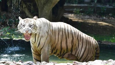 Bihar to get second tiger reserve in Kaimur district