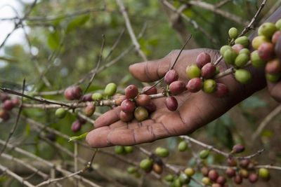 Only 7% of coffee sold in the UK meets Fairtrade standards, research shows