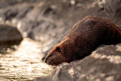 Beavers to be released in two new Scottish locations after licences approved