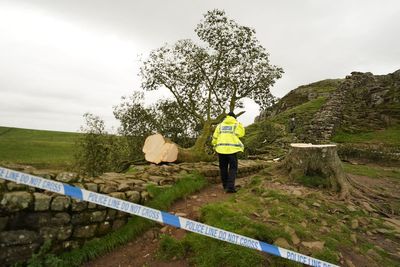 World famous tree on Hadrian’s Wall was ‘deliberately felled’ leaving locals heartbroken