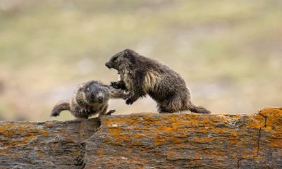 They kill their own parents, children and neighbours. Now life is even worse for the vicious alpine marmot