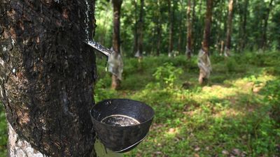 Delay in approvals hits rubber plantations in Tamil Nadu